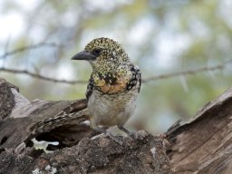 Western_Corridor2009-121